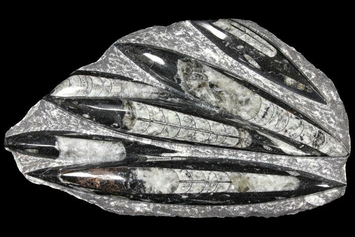 Polished Fossil Orthoceras (Cephalopod) Plate - Morocco #127711